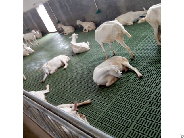 Goat Farming Plastic Slat Floor