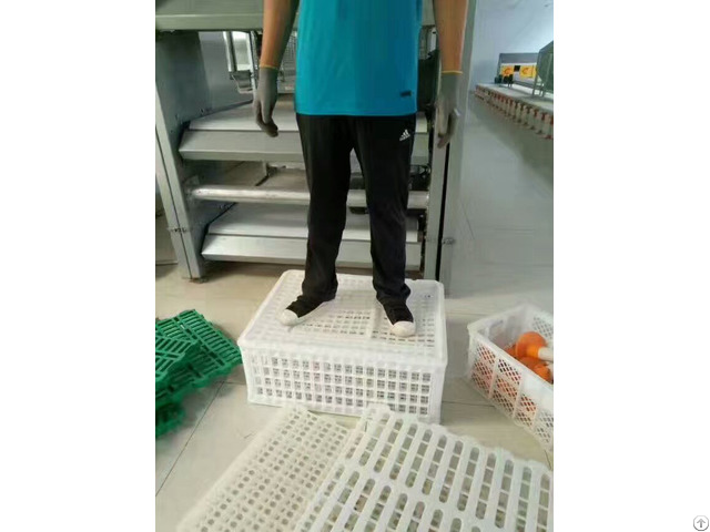 Plastic Crates For Duck Goose Transportation