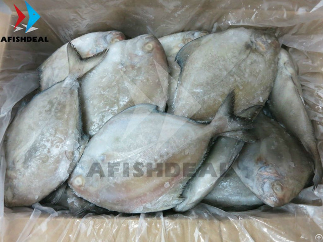 Black Pomfret Whole Round Afishdeal