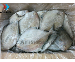 Black Pomfret Whole Round Afishdeal