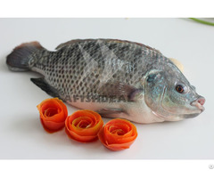 Black Tilapia Whole Fish Afishdeal