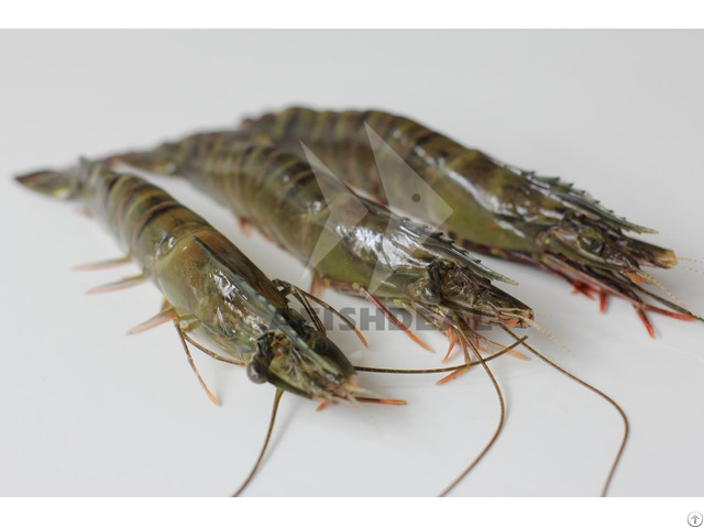 Black Tiger Shrimp Afishdeal