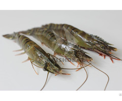 Black Tiger Shrimp Afishdeal