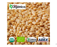 Organic Conventional Quinoa