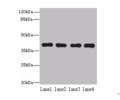 Nudt9 Antibody