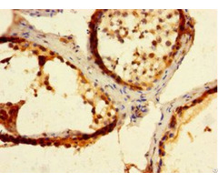 Mad2l2 Antibody