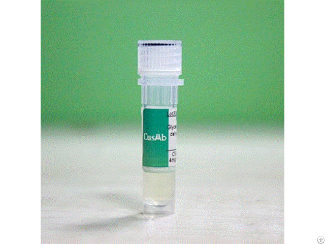 Recombinant Guinea Pig Cysteinyl Leukotriene Receptor 1