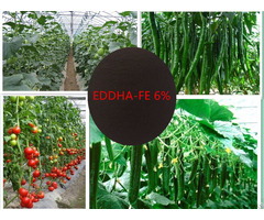 Eddha Fe 6 Percent Chelated Iron