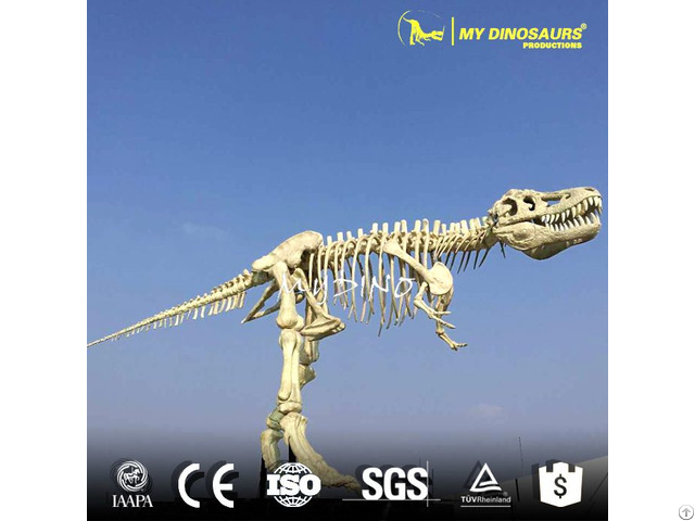Animatronic Dinosaur Skeleton China