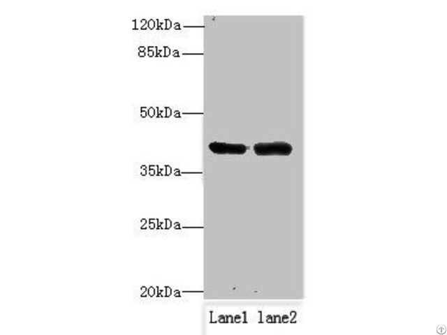 Nif3l1 Antibody