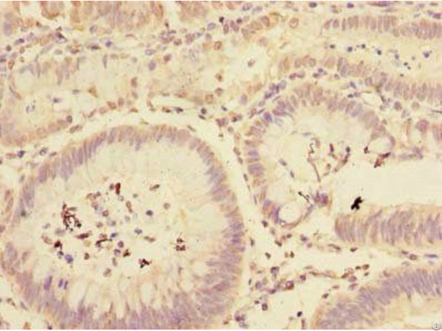 Mfap3l Antibody