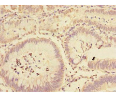 Mfap3l Antibody