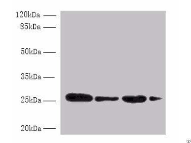 Med7 Antibody