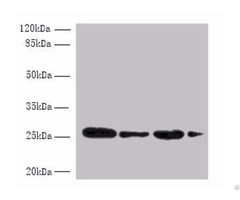 Med7 Antibody