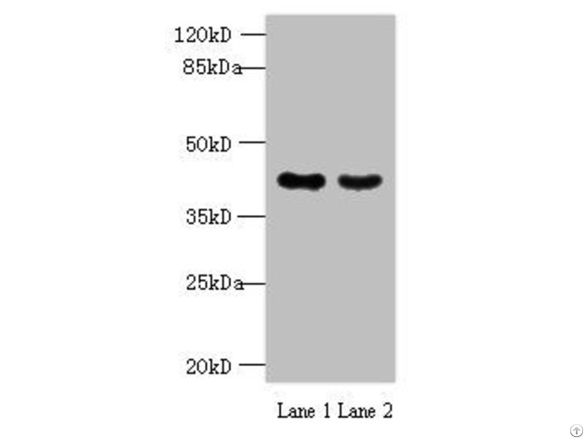 Mas1l Antibody