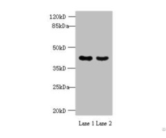 Mas1l Antibody