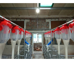 Automatic Pig Feeder System For Pigs