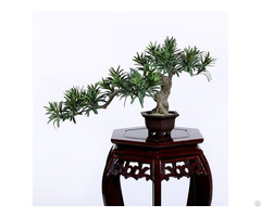 Faux Buddhist Pine Tree