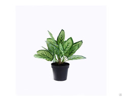 Artificial Calathea Sanderiana