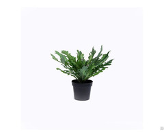 Artificial Asplenium Nidus