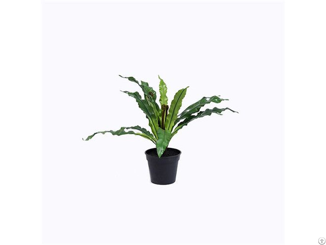 Artificial Bird S Nest Fern