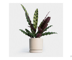 Artificial Calathea Lancifolia