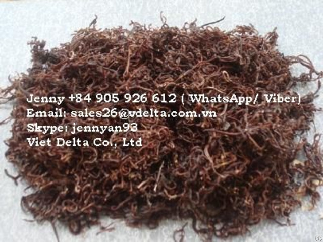Dried Earthworm For Animals Jenny 84 905 926 612