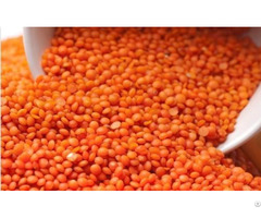 Organic Lentils