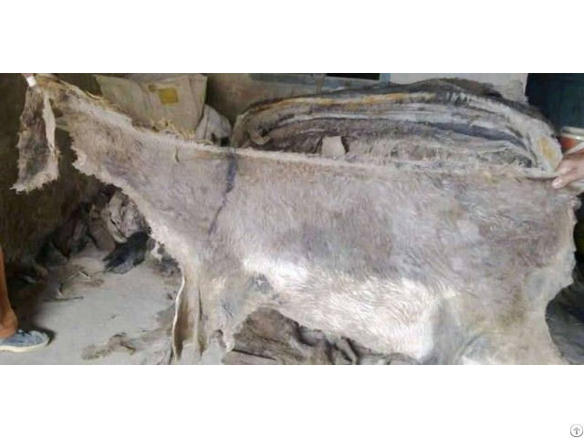 Animal Hides