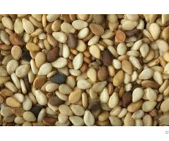 Sesame Seeds2