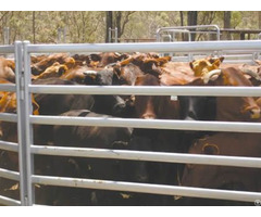 Cattle Corral Fence