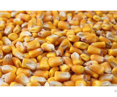 Quality Grade Yellow Corn