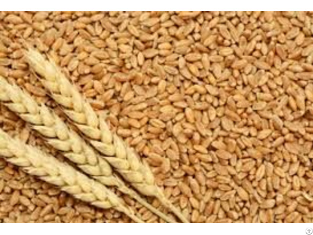 High Quality Wheat Grains