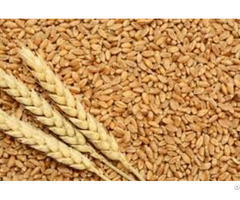 High Quality Wheat Grains