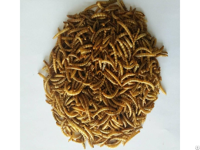 Food Grade Dried Mealworms