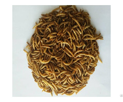 Food Grade Dried Mealworms