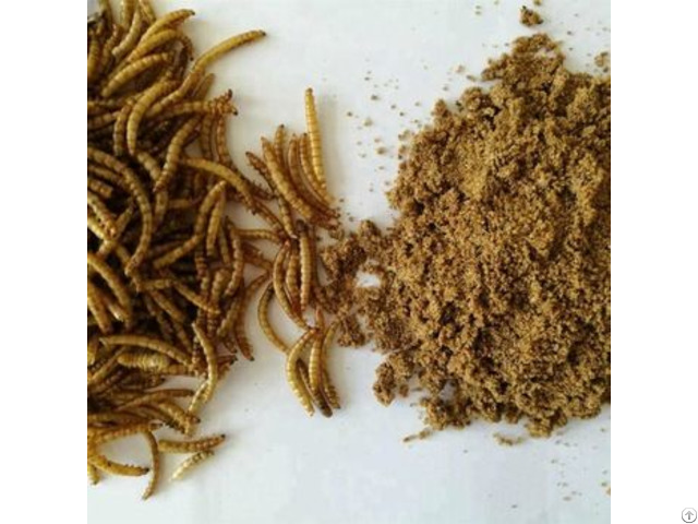 Food Grade Dried Mealworm Powder