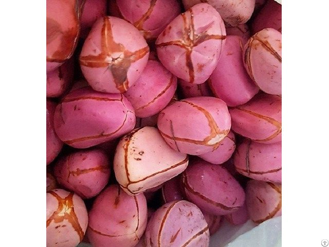 Kola Nuts Cola Acuminata