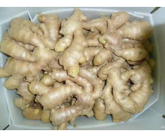 Quality Fresh Ginger