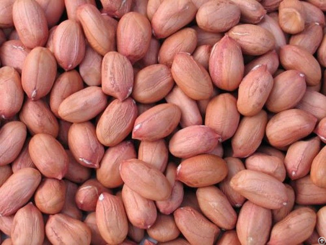 Raw Peanut Kernels Dried
