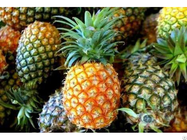 Fresh Pineapples