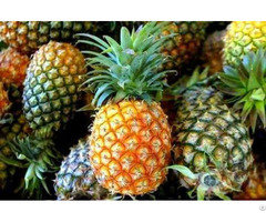Fresh Pineapples