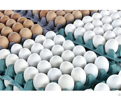 Fresh Hen Eggs C0 C1 C2 Export