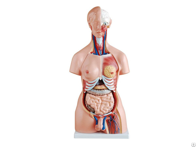 Reliable Quality Hot Sale Natural Size 85cm Human Anatomy Torso Model With 23 Parts Reliable Quality Hot Sale Natural Size 85cm Human Anatomy Torso Model With 23 Parts