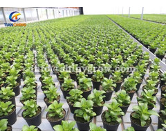 Ebb And Flow Benches For Greenhouse Hydroponic Cultivation