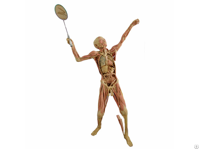 Play Badminton Plastinates Of The Human Body