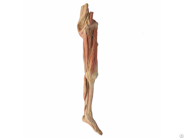 Superficial Vascular Nerve Of Lower Limb Real Human Anatomy Plastinated Specimen