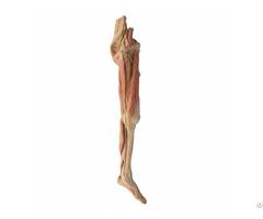 Superficial Vascular Nerve Of Lower Limb Real Human Anatomy Plastinated Specimen