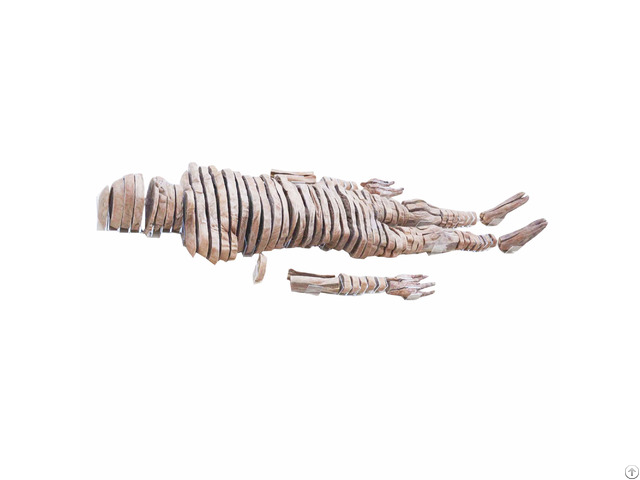 Human Horizontal Slices Of Whole Body Sheet Plastination