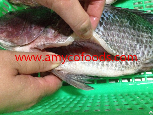 High Quality Tilapia Gs From China High Quality Tilapia Gs From China